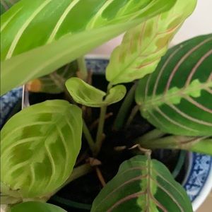 Meet your Posher, Alma